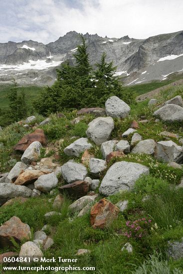 Tsuga heterophylla; Abies lasiocarpa; Phyllodoce empetriformis; Luetkea pectinata