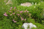 Pink Mountain-heather w/ Partridgefoot