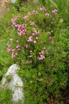Pink Mountain-heather w/ Partridgefoot foliage