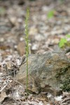 Elegant Piperia