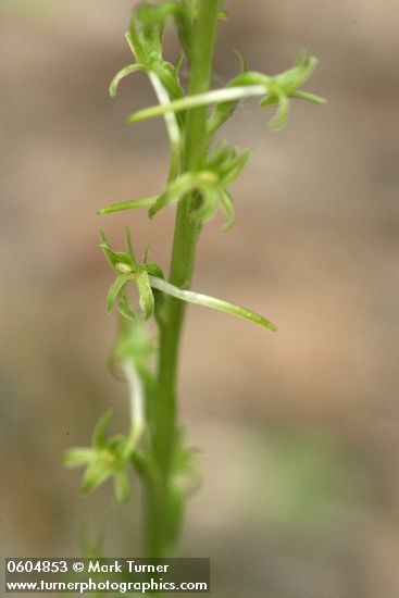 Piperia elegans ssp. elegans (Habenaria elegans)