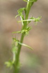 Elegant Piperia blossoms detail