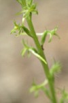 Elegant Piperia blossoms detail