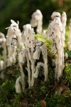 Indian Pipe