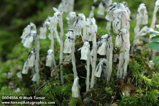 Monotropa uniflora