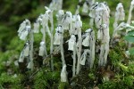 Indian Pipe