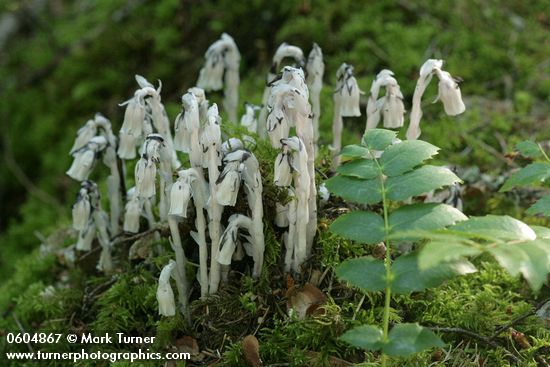 Monotropa uniflora