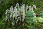 Indian Pipe w/ Dull Oregon-grape foliage