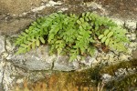 Western Polypody in sheltered rock crevice