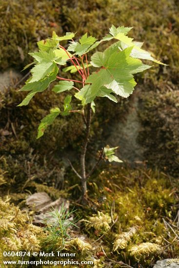 Acer glabrum var. douglasii