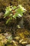 Young Douglas Maple on moss-covered boulders w/ Douglas-fir seedling fgnd
