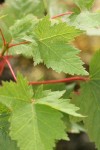 Douglas Maple foliage detail