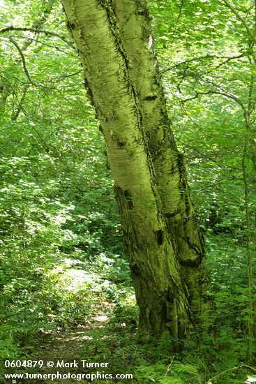 Betula papyrifera