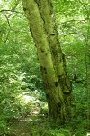 Large Paper Birches along trail in sun-dappled forest