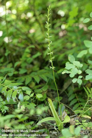 Piperia elegans ssp. elegans (Habenaria elegans)