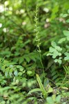 Elegant Piperia