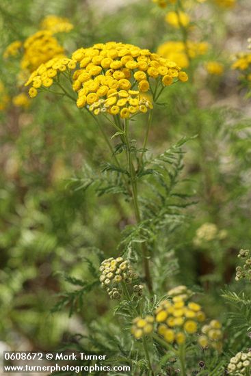 Tanacetum vulgare