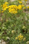 Common Tansy