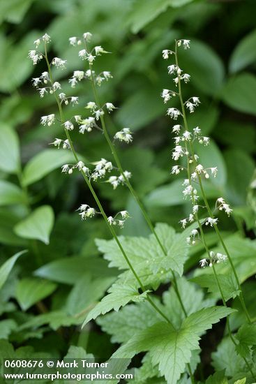 Tiarella trifoliata