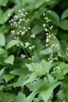 Foamflower (Triple Sugar Scoop)