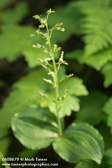 Listera caurina