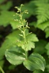 Northwestern Twayblade