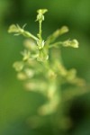 Northwestern Twayblade blossom detail