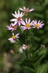 Leafybract Aster blossoms & foliage