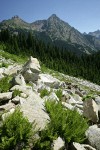 Alpine Lady Ferns among rocks w/ Cutthroat Peak & Whistler Mtn fr Lake Ann Tr (view ~54° NE)