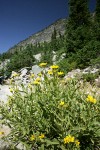 Long-leaf Arnica (Seep-spring Arnica)