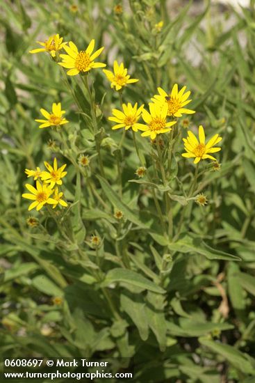 Arnica longifolia