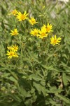 Long-leaf Arnica (Seep-spring Arnica) blossoms & foliage