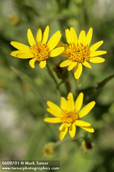 Arnica longifolia