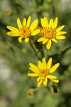 Long-leaf Arnica (Seep-spring Arnica) blossoms detail