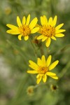 Long-leaf Arnica (Seep-spring Arnica) blossoms detail