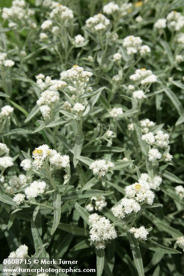 Anaphalis margaritacea