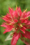Giant Red Paintbrush bracts & blossoms detail