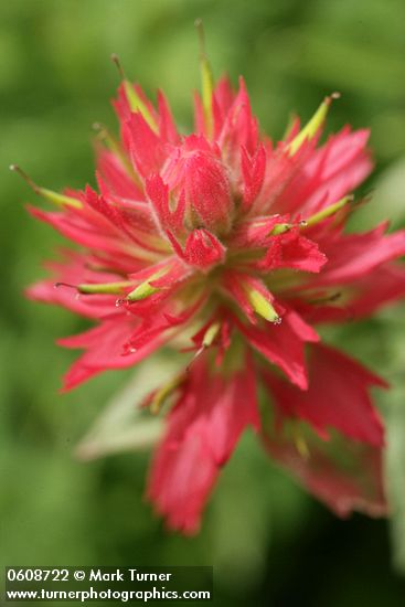 Castilleja miniata