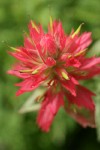 Giant Red Paintbrush bracts & blossoms