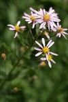 Aster blossoms & foliage