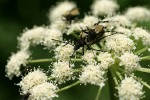 Long-horned beetles on Cow Parsnip blossoms