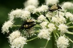Long-horned beetles on Cow Parsnip blossoms