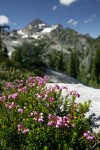 Pink Mountain-heather w/ Corteo Peak bkgnd