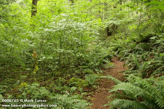 Acer circinatum; Polystichum munitum; Mahonia nervosa