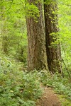 Trail under large Douglas-firs passes through forest understory near Sourdough Cr