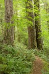 Trail under large Douglas-firs passes through forest understory near Sourdough Cr