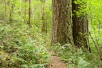 Trail under large Douglas-firs passes through forest understory near Sourdough Cr