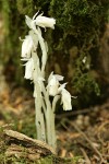 Indian Pipe