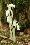 Indian Pipe