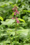 Cooley's Hedge Nettle